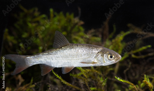 Freshwater fish ide (Leuciscus idus) photo