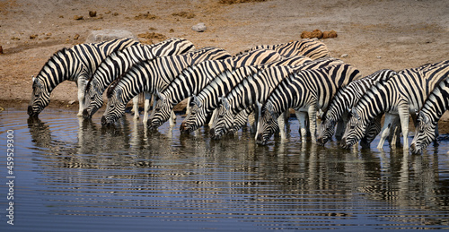 Plains zebras drinking together