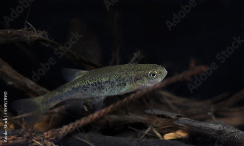 rare lake minnow (Rhynchocypris percnurus)