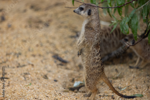 Super cute meerkat looking around for dangerous animals in the wild. Amazing cute meerkats in the nature are looking for food. © Philip