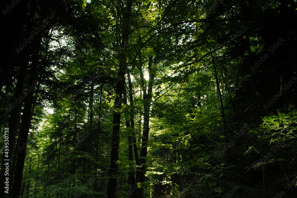 Obraz premium Light and shadows in the forest PL