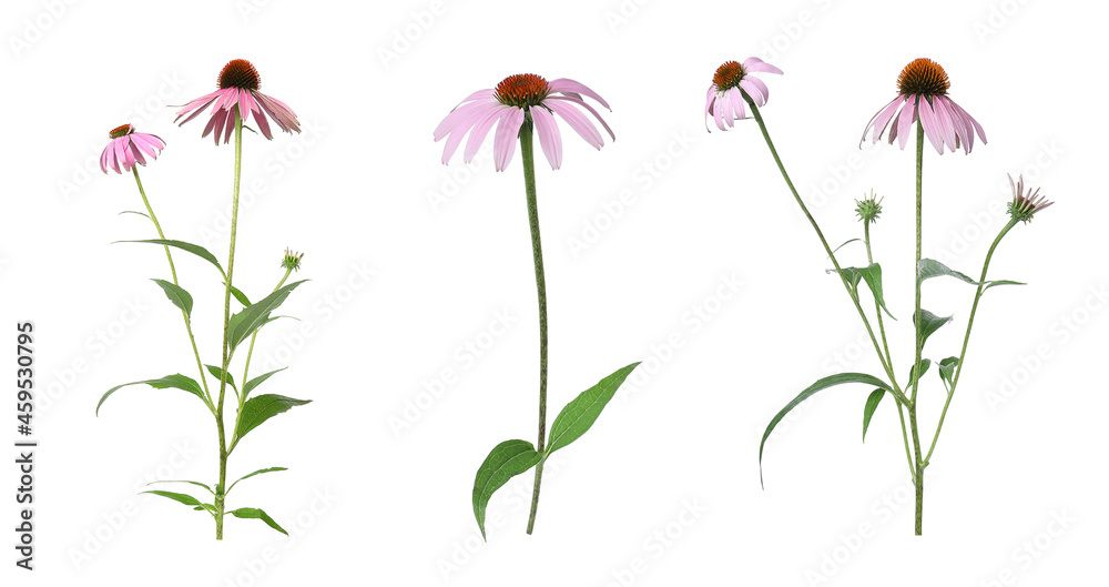 Set with beautiful echinacea flowers on white background - obrazy, fototapety, plakaty 