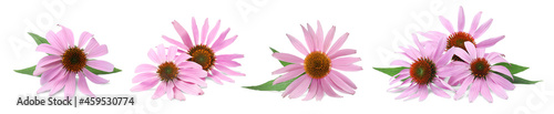 Set with beautiful echinacea flowers on white background. Banner design