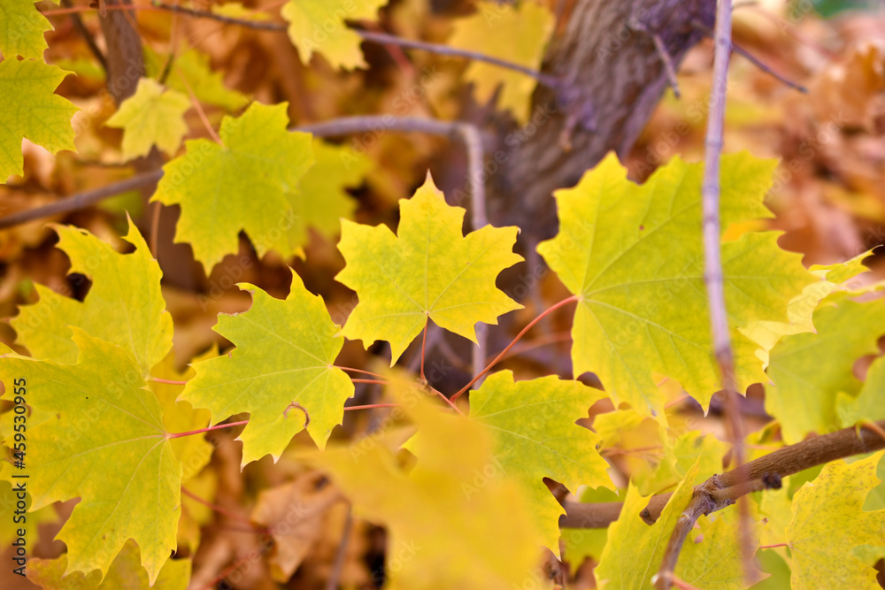 Red and yellow autumn maple foliage as a background Red and yellow autumn maple foliage as a background