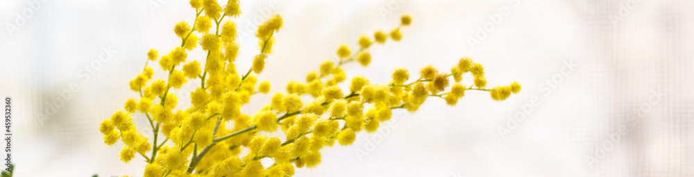 banner of Beautiful yellow mimosa flower blossom in glass vase in spring time banner of Beautiful yellow mimosa flower blossom in glass vase in spring time