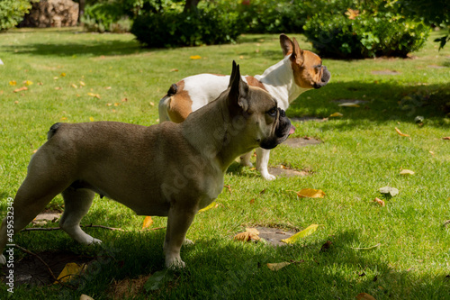 Obraz na płótnie 2 zaciekawione Bulldogi francuskie w ogrodzie, lato 2021 w salonie
