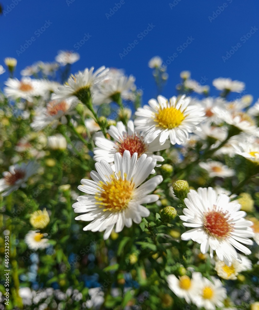 daisies of the sky daisies of the sky