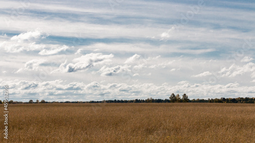 A blue sky with cold, gray clouds over a red field of ripe rye. Sunny autumn day. Trees and bushes in the background. Landscape.