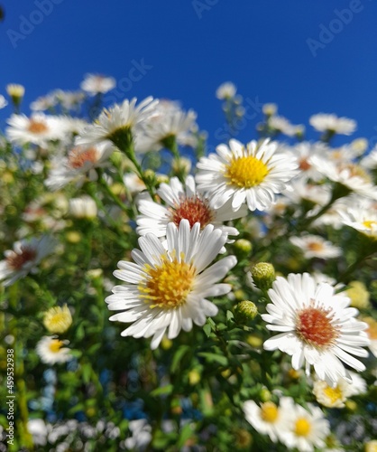 daisies of the sky