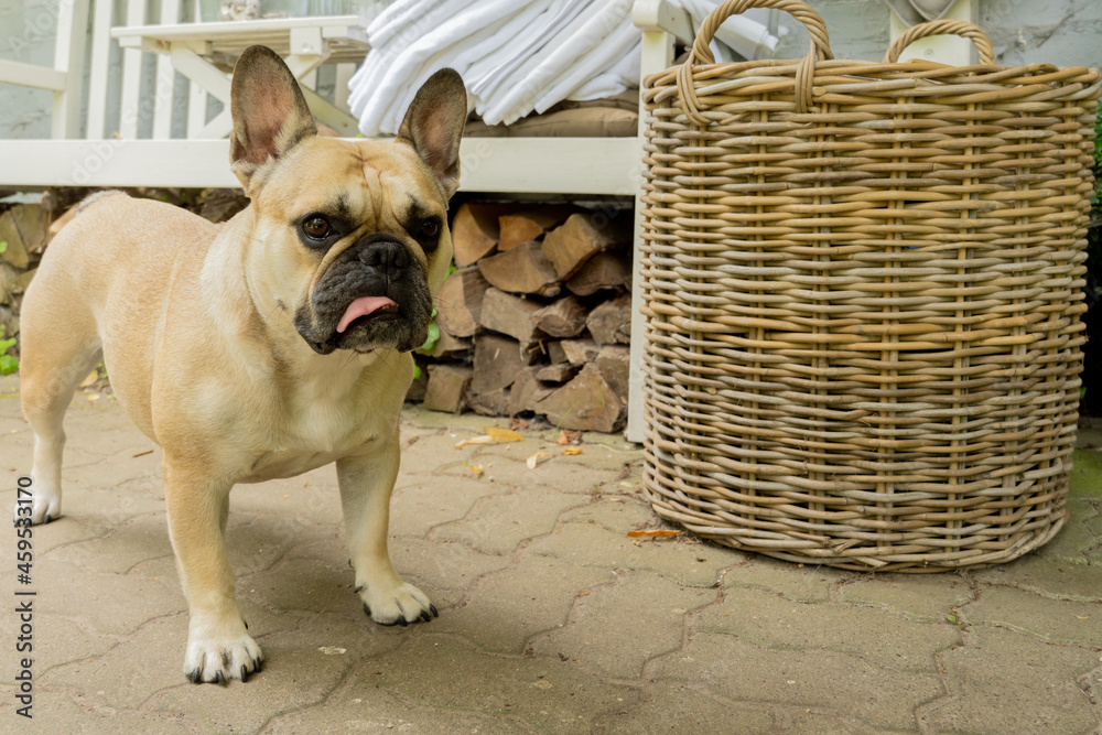 Bulldog francuski na podwórku, laato 2021