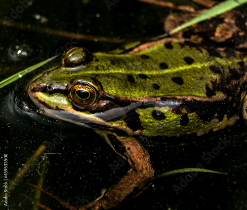 closeup of a green, gold and black frog