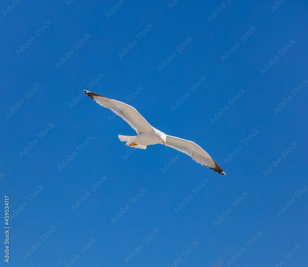 Sea gull flying with open wings, clear blue sky background Sea gull flying with open wings, clear blue sky background