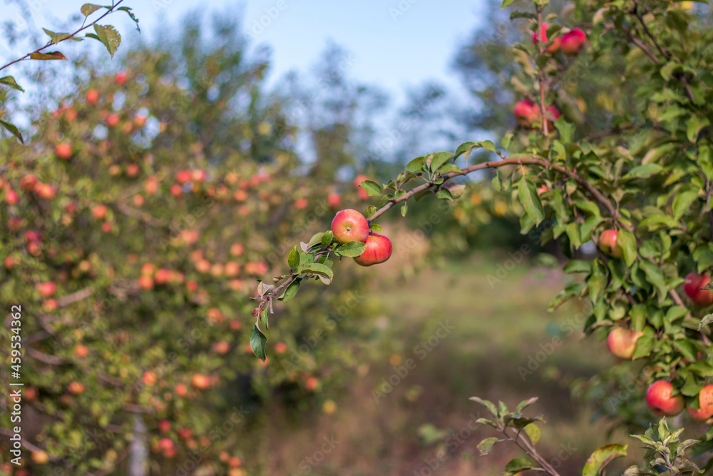 Ripe red apples on apple tree branches in the garden ready for harvest. Selective focus.