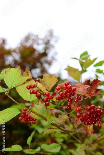 fruits on a bush in a park on an autumn day