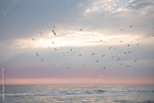 seagulls on the beach © Clarissa