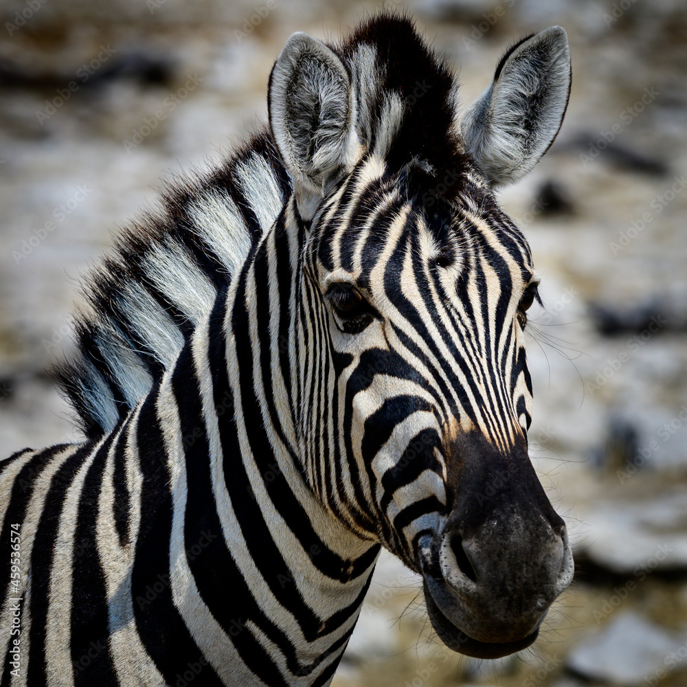 Naklejka premium Plains zebra prortrait