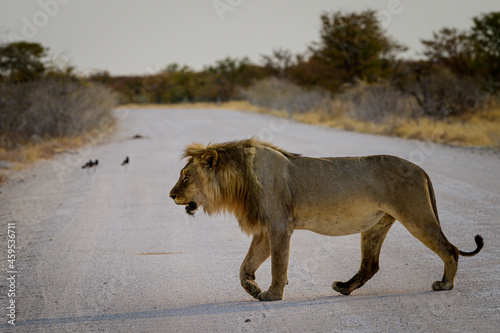 Male lion crossing the road