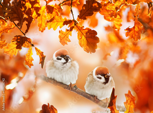 two plump cute sparrow birds are sitting in an autumn sunny park among golden...