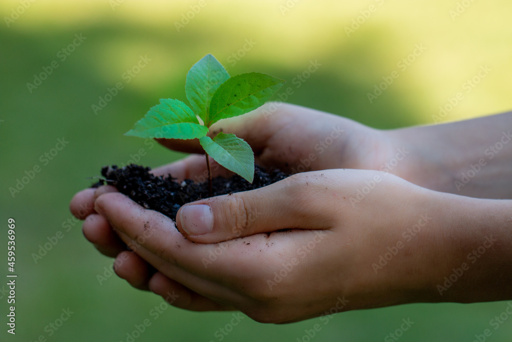 Child holding tiny green plant in hands, planting tress, saving environment earth concept Child holding tiny green plant in hands, planting tress, saving environment earth concept