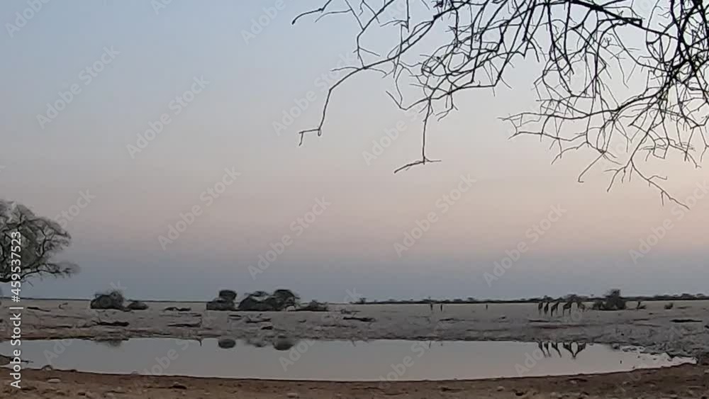 Timelapse of the sun setting at a waterhole with giraffe approaching the waterhole as the sun is setting. Timelapse of the sun setting at a waterhole with giraffe approaching the waterhole as the sun is setting.