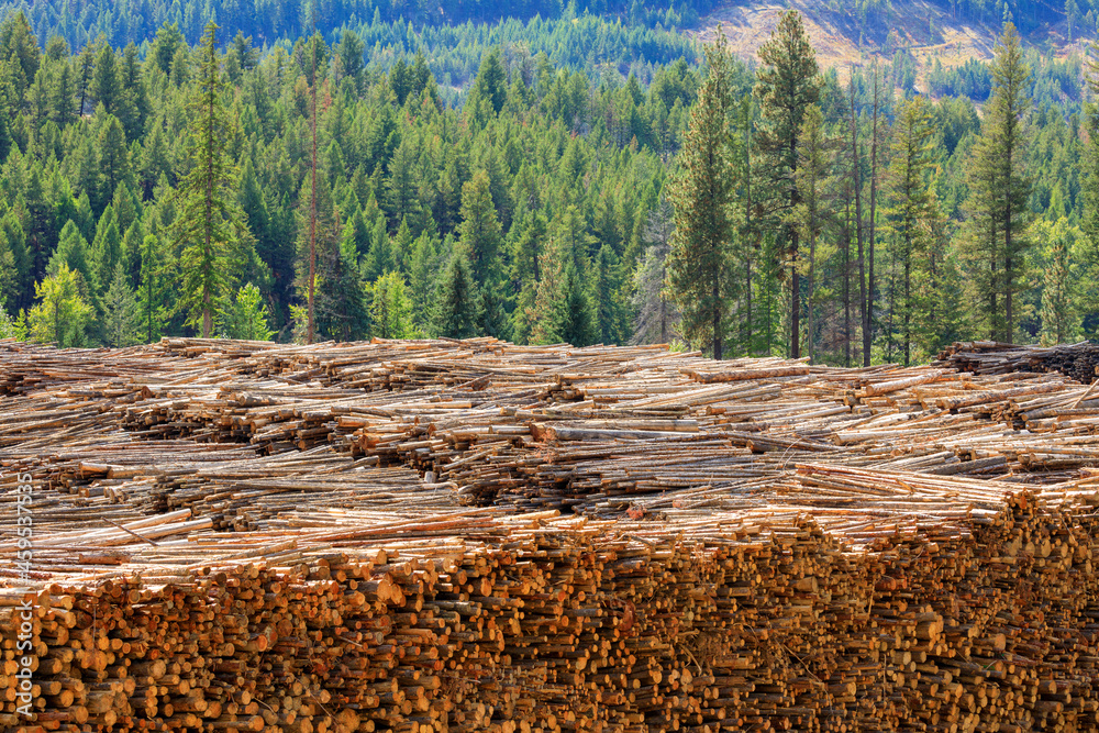 Canadian Logging Lumber Industry Timber Logs Canada