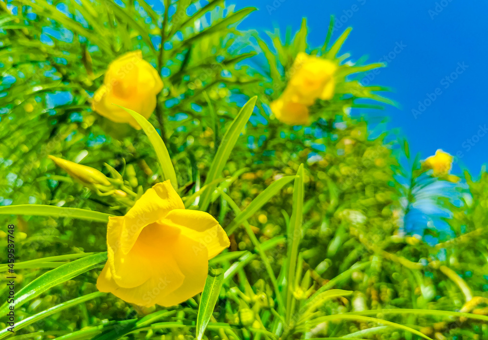 Naklejka premium Yellow Oleander flower on tree with blue sky in Mexico.
