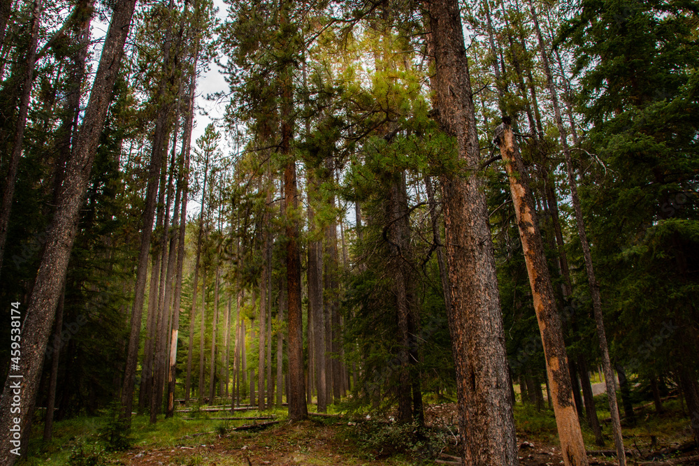 Obraz premium Pine trees forest