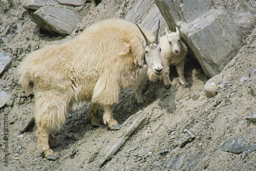 Closeup of mother and baby mountain goats, Glacier National Park, Montana, USA