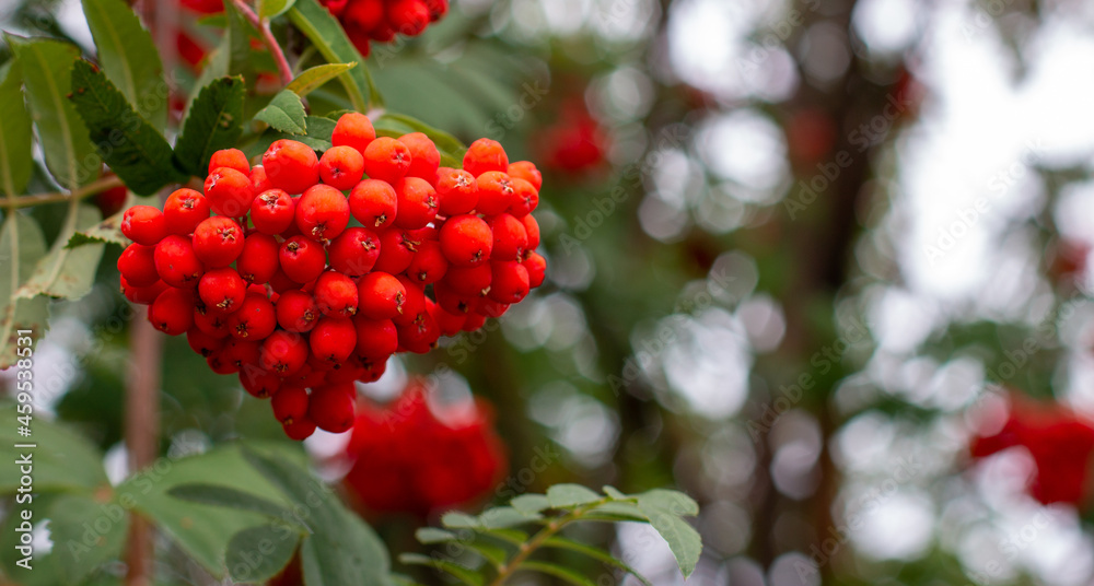 Red autumn berries on a branch, rowan berry, mountain ash Red autumn berries on a branch, rowan berry, mountain ash