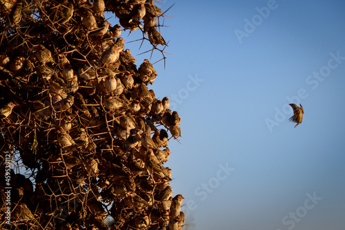 Red-billed quelea flock