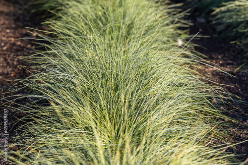 Beautiful horizontal texture of green and yellow ornamental grass Carex is in a garden in autumn