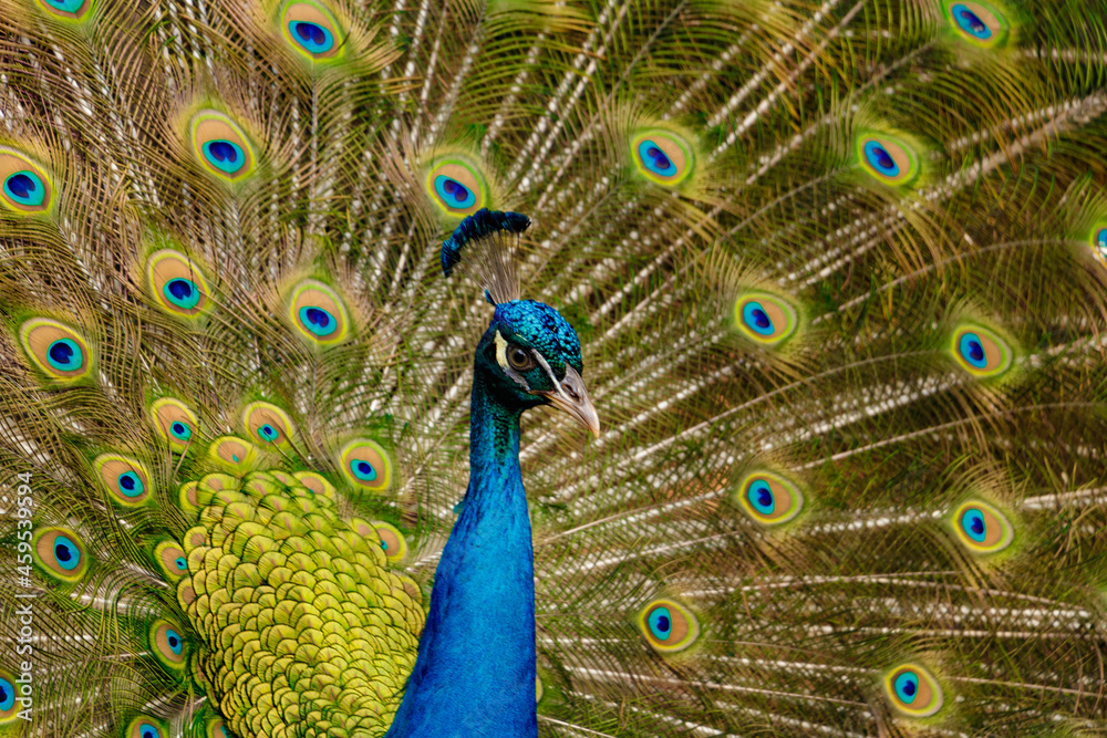 Obraz premium Portrait of a beautiful peacock with feathers sticking out.