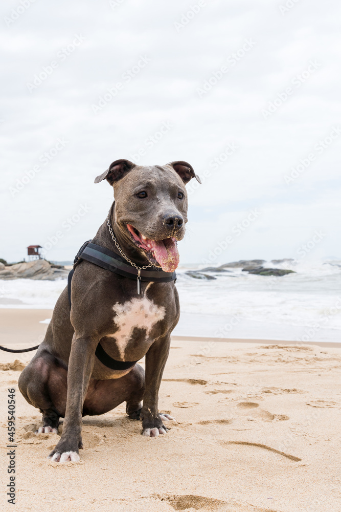 Pit Bull dog playing on the beach, enjoying the sea and sand. Sunny day. Selective focus. Pit Bull dog playing on the beach, enjoying the sea and sand. Sunny day. Selective focus.