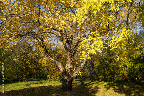 Bird cherry tree or Latin Prunus maackii also Padus maackii with yellow leaves is in sunny fall day in the park