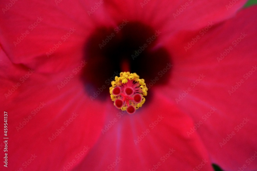 A beautiful hibiscus in the garden of color A beautiful hibiscus in the garden of color