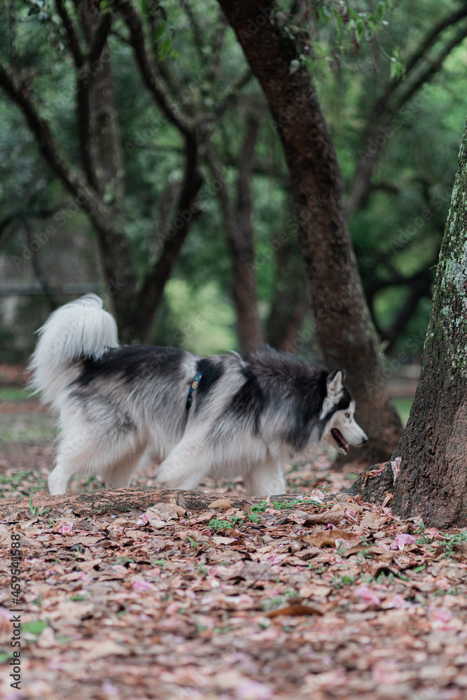 Obraz premium nature park animal peace