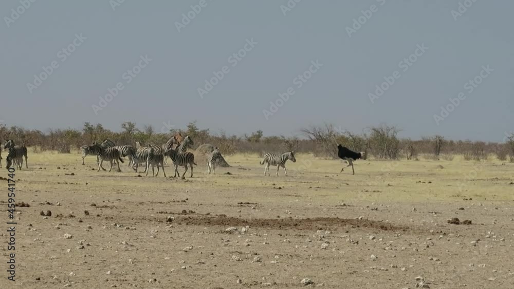 Ostrich running towards and past a group of Zebras on a yellow grassland with trees in the background Ostrich running towards and past a group of Zebras on a yellow grassland with trees in the background