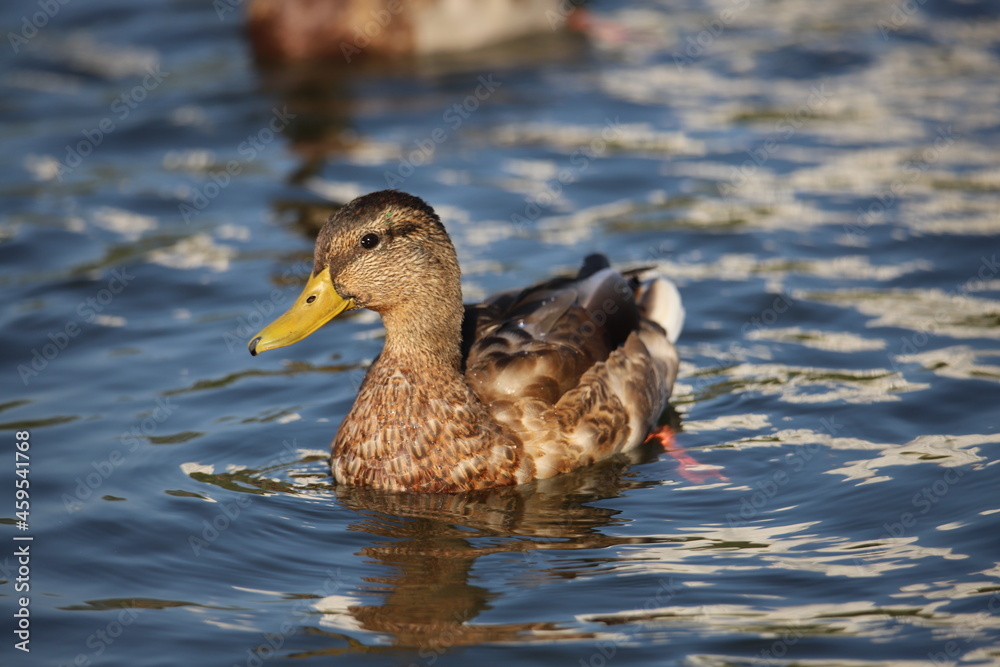 Fototapeta premium duck in the water