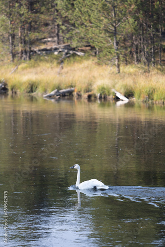 swan on the river