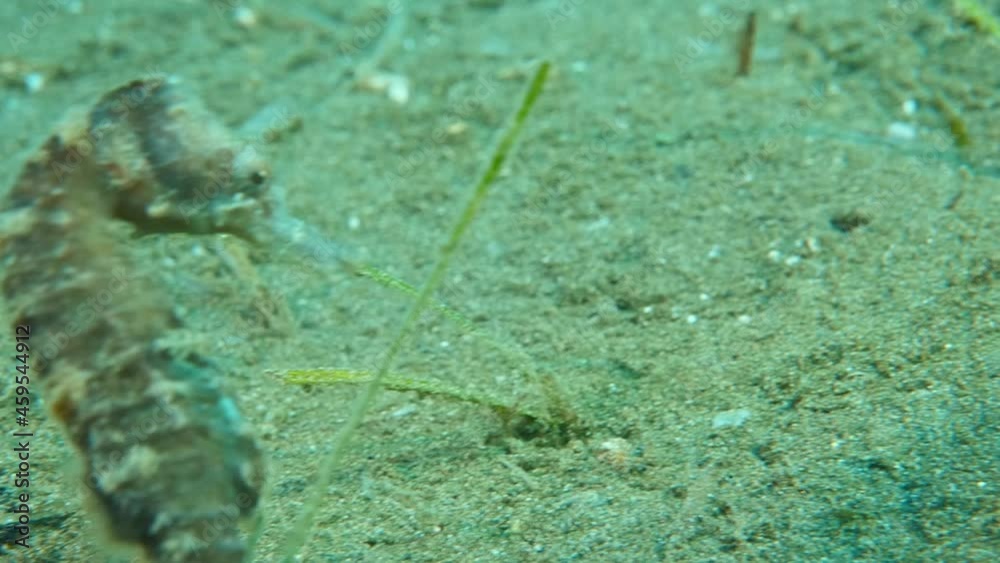 sea horse underwater ocean scenery seahorse sea horse underwater ocean scenery seahorse