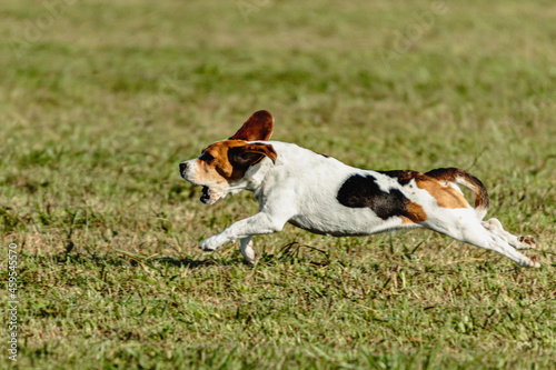 Beagle dog running and chasing coursing lure on field