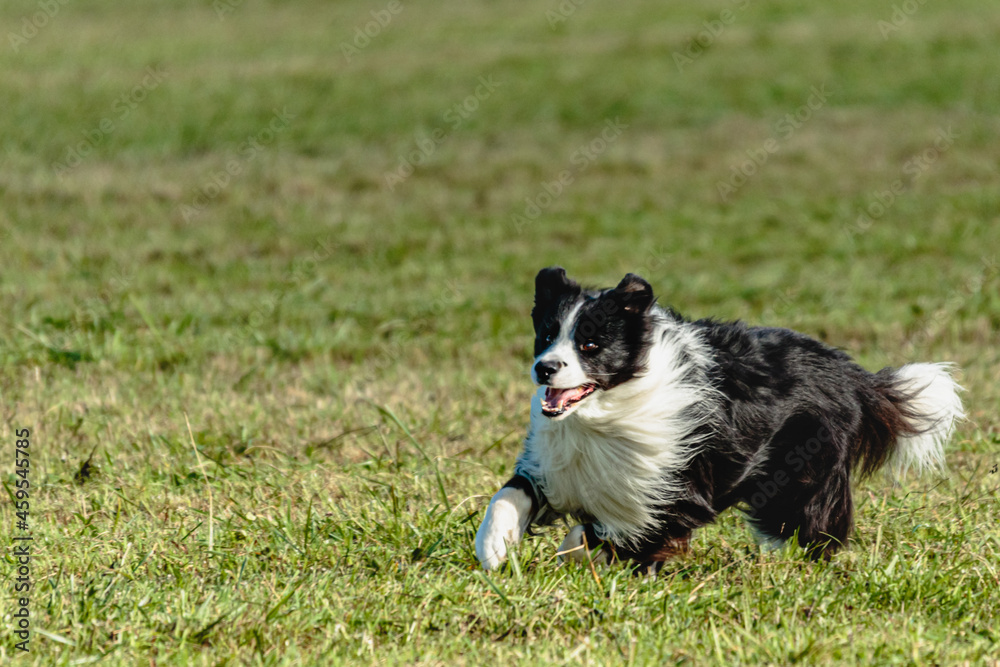 Border collie dog running and chasing coursing lure on field