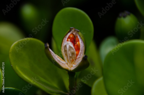 clusia fluminensis fruit and seeds