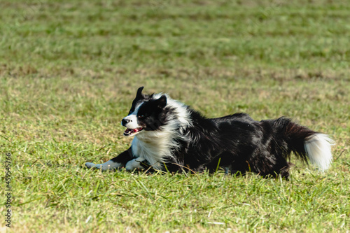 Border collie dog running and chasing coursing lure on field