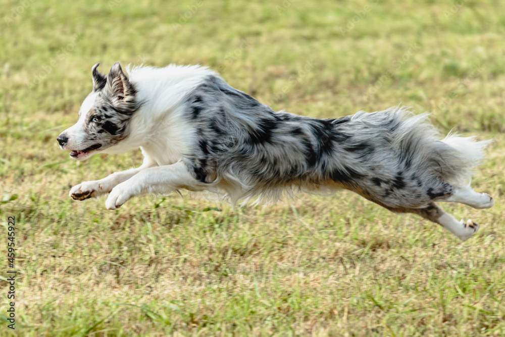Border collie dog running and chasing coursing lure on field Border collie dog running and chasing coursing lure on field