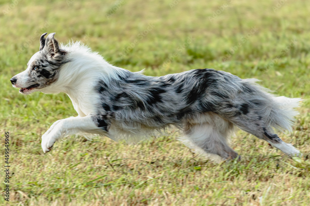 Border collie dog running and chasing coursing lure on field Border collie dog running and chasing coursing lure on field