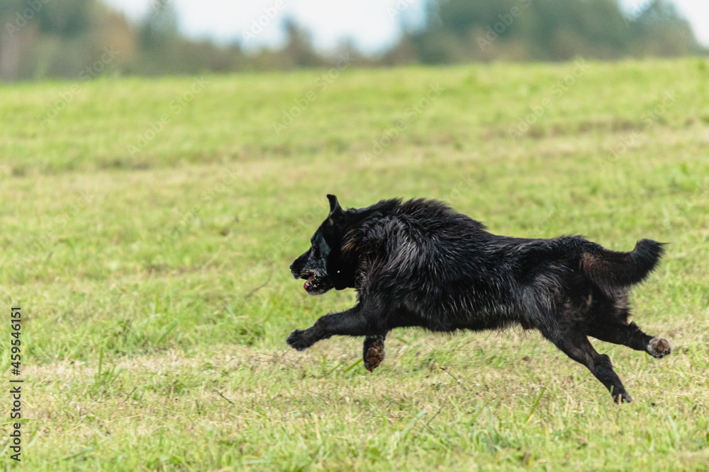 Dog running and chasing coursing lure on field Dog running and chasing coursing lure on field