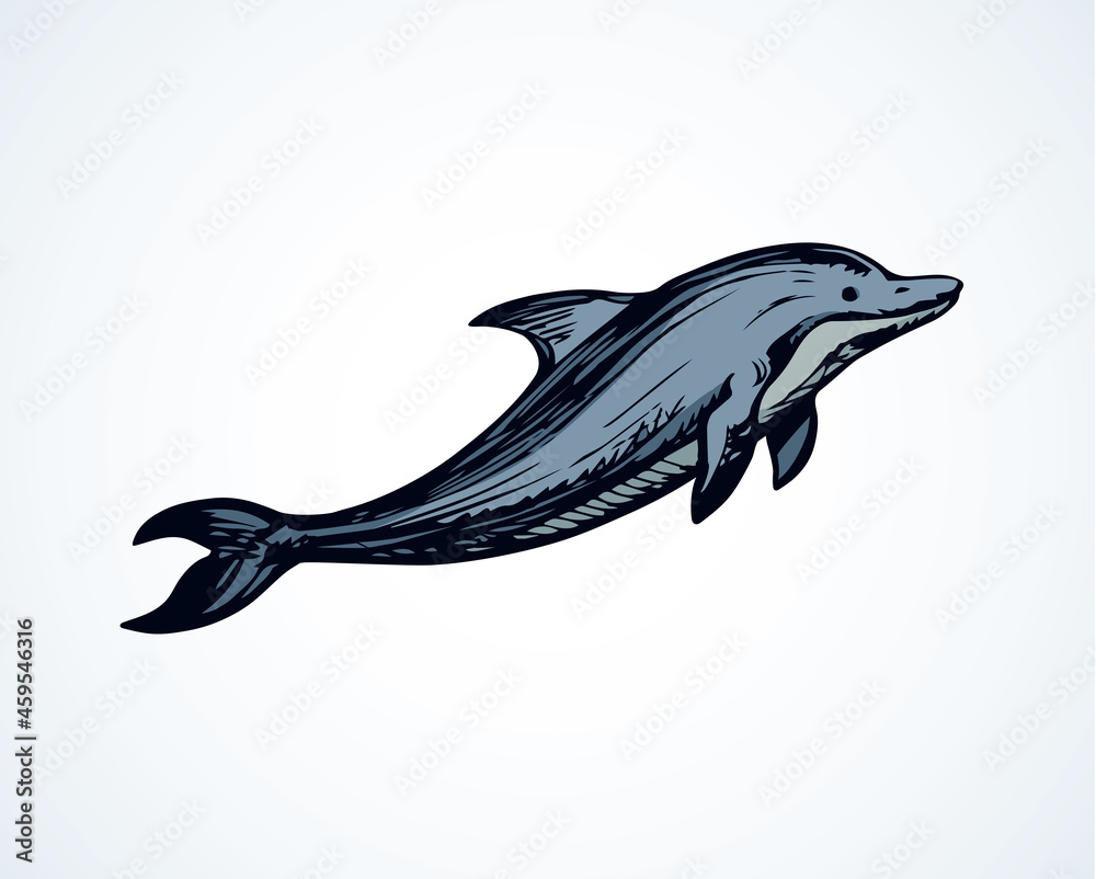Dolphin. Vector drawing Dolphin. Vector drawing