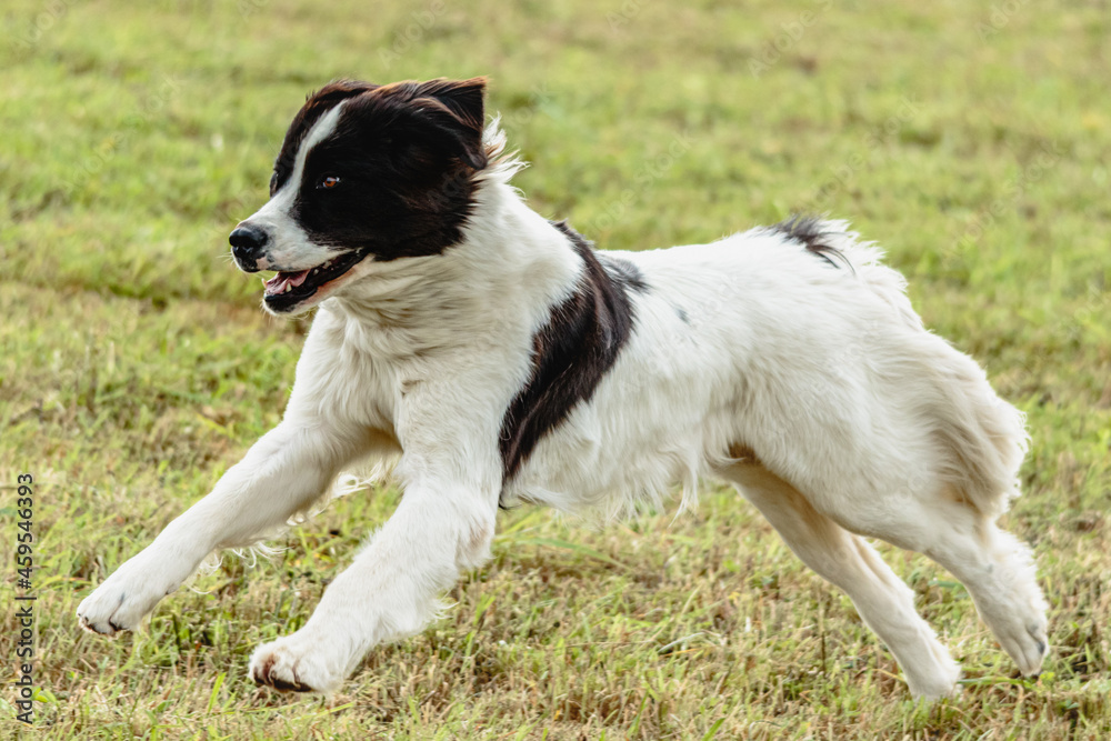 Landseer dog running and chasing lure on field