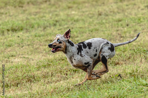 Catahoula leopard dog running in and chasing lure on field © Aleksandr Tarlokov